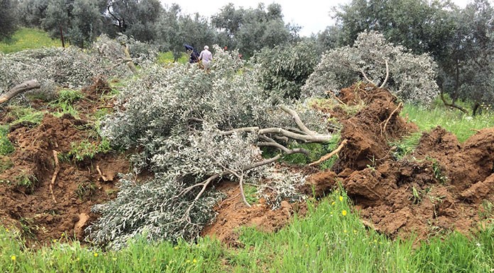 Zeytin Agacı katliamı